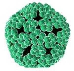 Humanen Papillomviren (HPV) werden in der Regel beim Sexualkontakt über die infizierte Hautoberfläche übertragen.