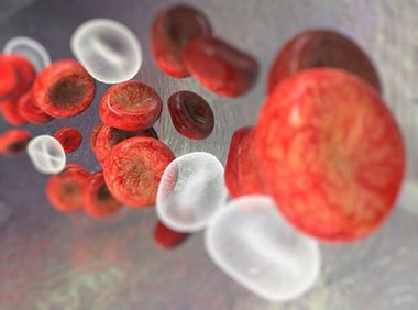 Rote udn weiße Blutkörperchen (© Giovanni Cancemi - Fotolia.com)