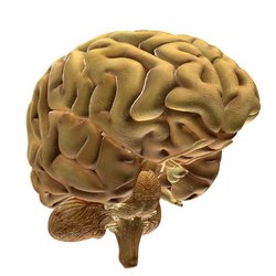 Man nimmt an, dass bei Tourette-Patienten auf Grund einer Gehirnreifungsstörung die Bewegungskontrolle gestört ist. (© Deminos - Fotolia.com)