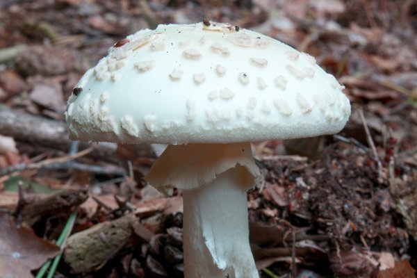 Grüner Knollenblätterpilz (© tbcgfoto - stock.adobe.com)