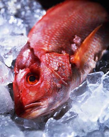 Einwohner von Ländern mit hohem Fischkonsum leiden häufig unter einer Fischallerige.