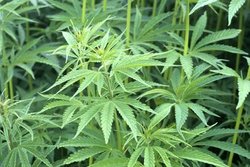 Cannabis (&copy; emer - Fotolia.com)