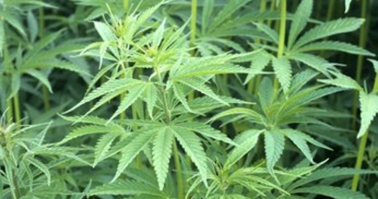 Cannabis (© emer - Fotolia.com)