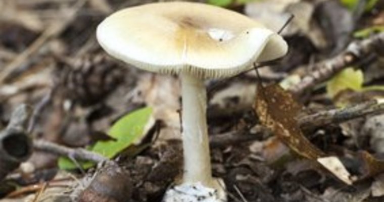 Weißer Knollenblätterpilz (© awfoto - Fotolia.com)