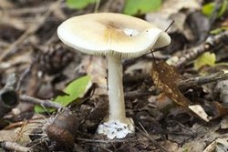 Weißer Knollenblätterpilz (© awfoto - Fotolia.com)