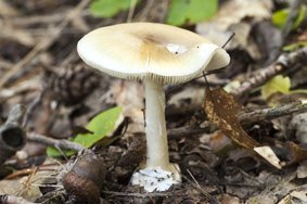 Wei&szlig;er Knollenbl&auml;tterpilz (&copy; awfoto - Fotolia.com)