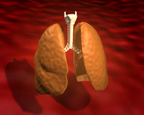 Insbesondere die Lunge und der Darmtrakt werden durch die Mukoviszidose geschädigt.