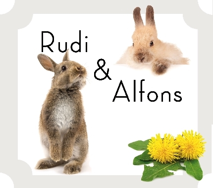 Rudi und Alfons... aus dem Leben zweier Hasenbrüder, Kinderbuch, kinderbuch, Dr. Andrea Frisch, dr andrea frisch, dr frisch