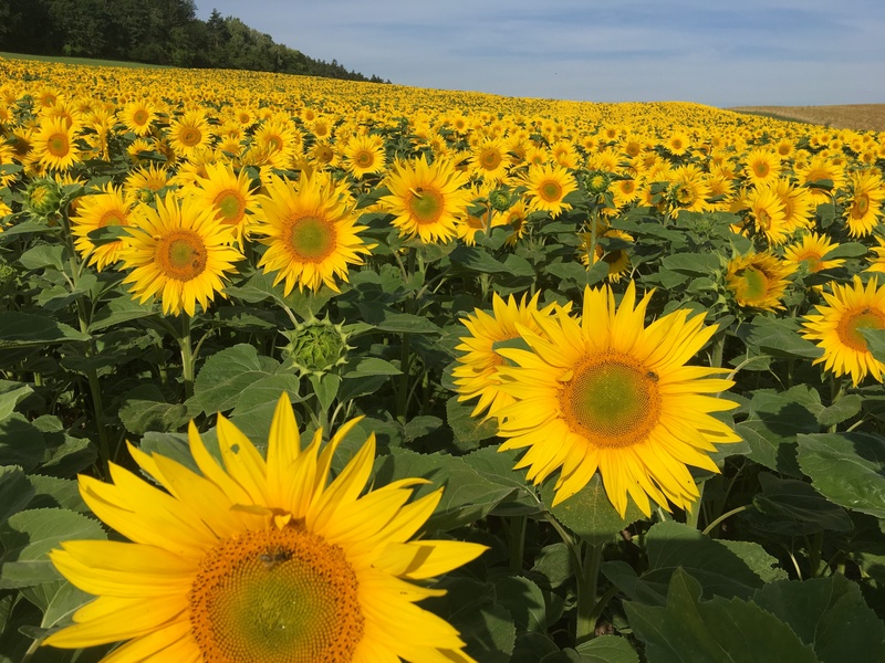 Sonnenblumen.jpeg